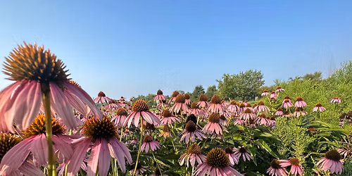 Native Plant Sidewalk Sale