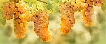 The White Wines of Italy