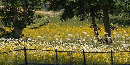 Community Volunteering: Meadow Makers