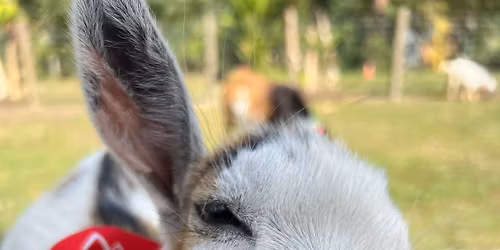 Goat Yoga for Children and their Caregivers (6-12year olds)