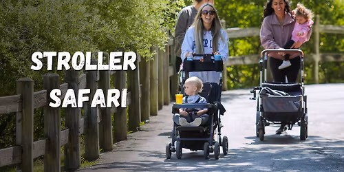 Stroller Safari