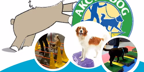 Fit Dog Level 1 w\/ Jen Anderson