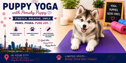 Pomsky Puppy Yoga in Markham