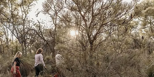 Forest Bathing (Shinrin yoku) Experience in Kings Park