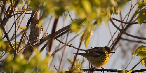 Spring Warbler Walks: Waabizheshikana Trail 
