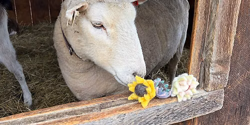 From Grass to Wool and Felted Flowers