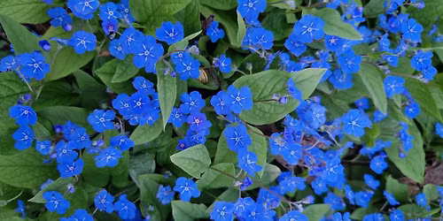 Ask\u00f8y Hagelag planteloppemarked 2026