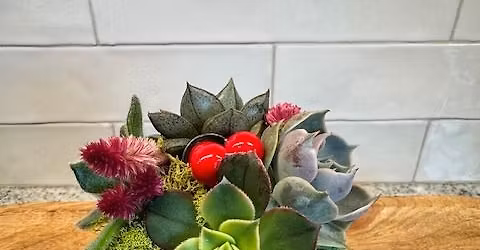 Living Succulent Holiday Ornament  