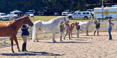 Sara Vanacek Groundwork and Obstacle Clinic
