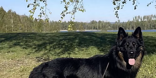 Svenska Chodsk\u00fd pesklubbens rasspecial 2026