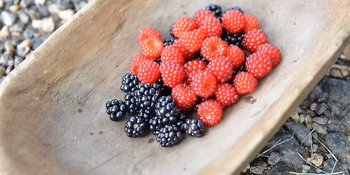 Wild Edible Plant and Herbalism Weekend