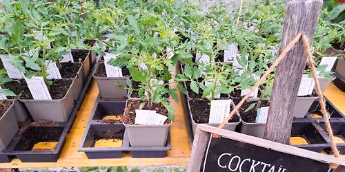 Setzlings- und Pflanzenmarkt am Marktanger