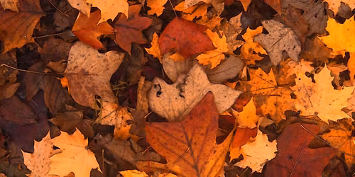 Mindful Art: Leaf Lanterns