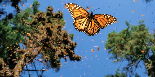 National Geographic Live - Chasing Monarchs at Tobin Center for the Performing Arts