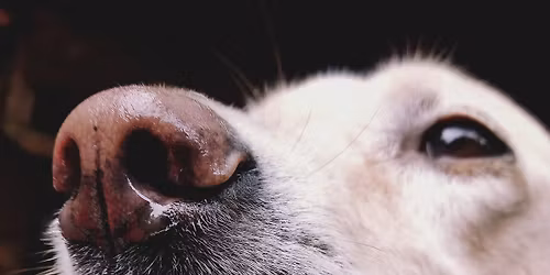 Mind, Body and Nose