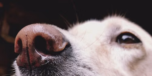 Mind, Body and Nose