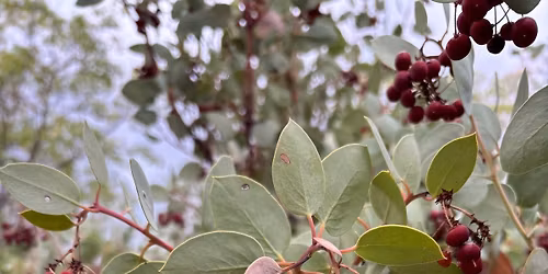 Planting and Caring for your own Pollinator Garden