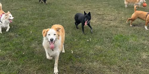 November Border Collie Meet-Up