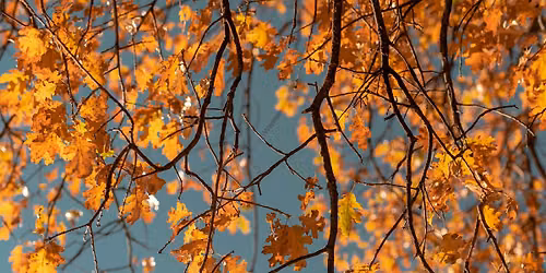 Five Elemental Workshop Series - Autumn and the Metal Element