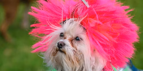 Singing with Dogs UK: Farnham; 80s week! Step back to the 80s!