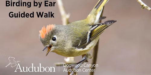 Birding By Ear Guided Walk