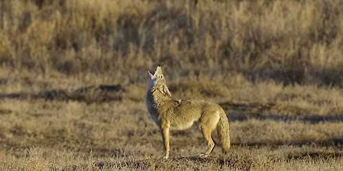 Annual Calling Contest