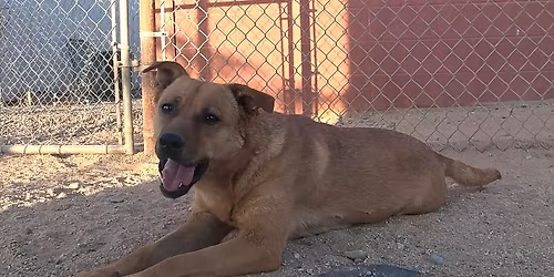 Adption Event at Petsmart Queen Creek