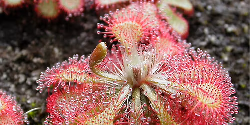 Kevin Cook- Aren't Animals Supposed to Eat Plants!?