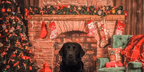 Festive Photoshoots At Wildwood