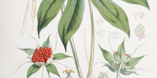 Materia Medica Monthly