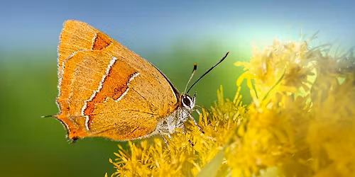Rare Butterfly Egg Count