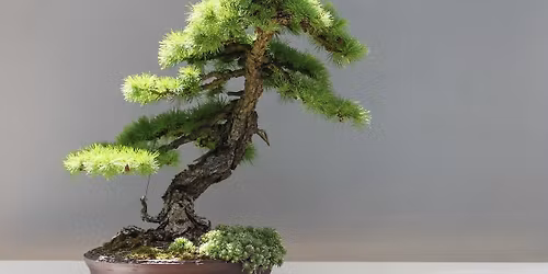 Hastings Bonsai Exhibition 2026