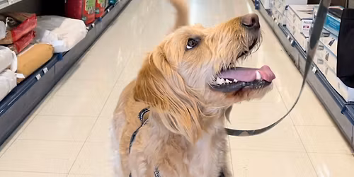 Refined Canine Basic Life Skills