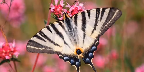Les insectes volants