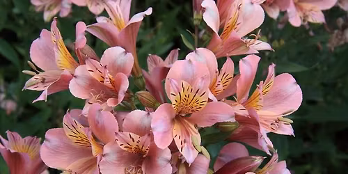 OSHO\u7791\u60f3\u4f1a