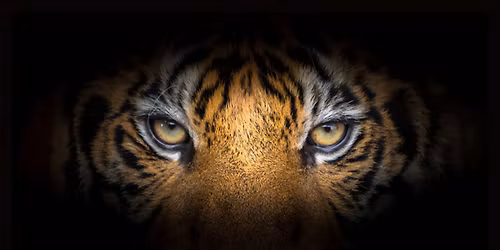 Presence and Purpose - Weekly Maha Khala Meditation Group