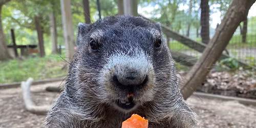 Critters & Cocktails