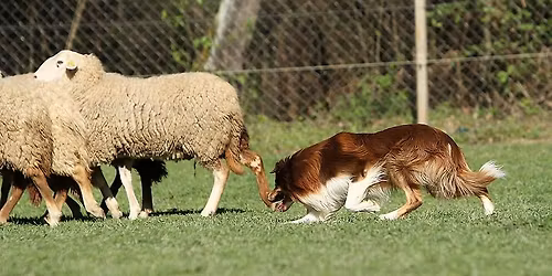 NHAT - HWT CS - HWT TS - Tekma 1. razreda 