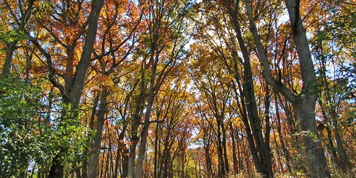 National Native American Heritage Month History Walk @ Sauk Trail Woods Central