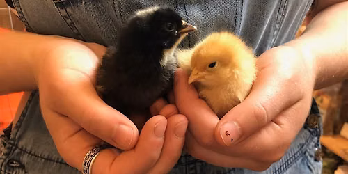 Backyard Chicken Basics Class Online - October 17th