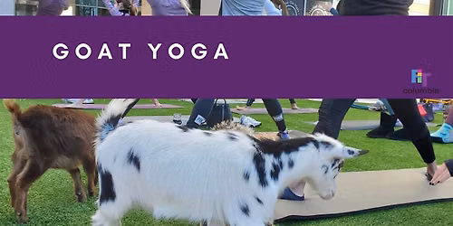 Yoga with Baby Goats