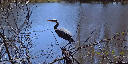 Birds of Elizabeth Park with Al Gatti of the Hartford Audubon Society 