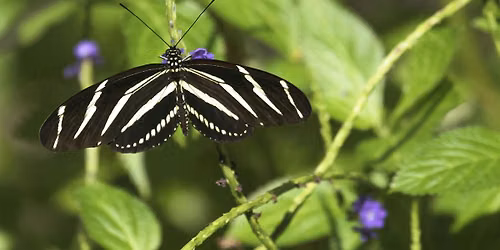 Butterfly Gardening