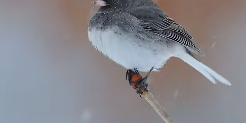 Christmas Bird Count