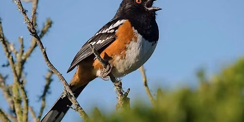 Birding by Ear at Samish Crest Trail