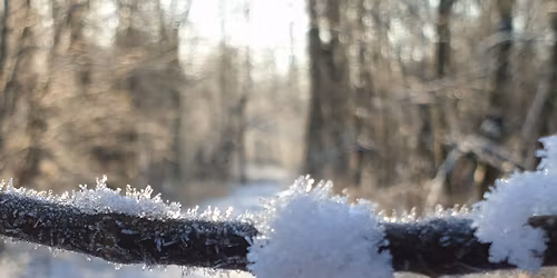 Nordisk skovbad i Hesbjerg Skov
