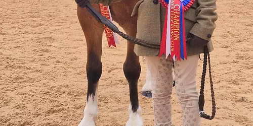 Showing and Working Hunter Competition (Point Show 5)