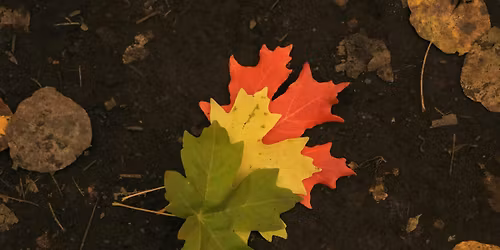 Navigating Phases of Transitions - A Coaching Workshop