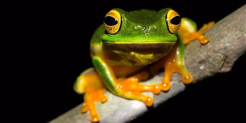 FrogID Fun: What's Croaking? at Wollongong Library