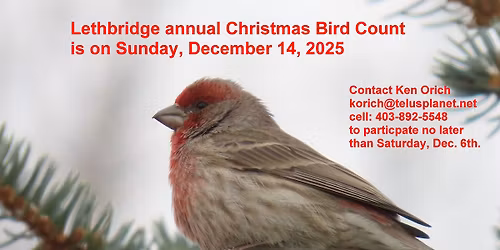 Lethbridge Christmas Bird Count